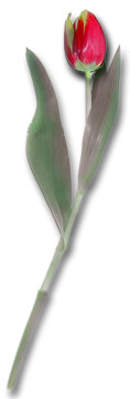 Tulip